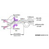 熔噴料造粒機(jī)_PP熔噴料造粒機(jī)_PP熔噴料代加工_蚌埠佳德